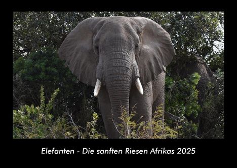 Tobias Becker: Elefanten - Die sanften Riesen Afrikas 2025 Fotokalender DIN A3, Kalender