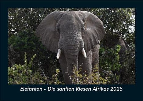 Tobias Becker: Elefanten - Die sanften Riesen Afrikas 2025 Fotokalender DIN A5, Kalender