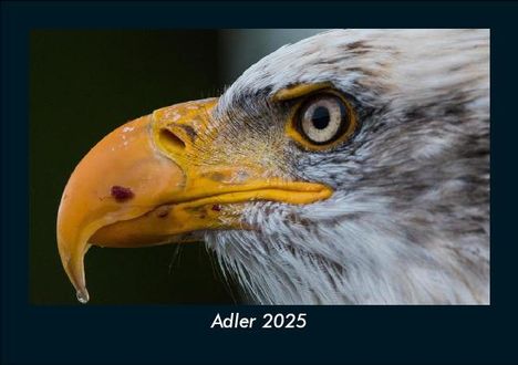 Tobias Becker: Adler 2025 Fotokalender DIN A5, Kalender