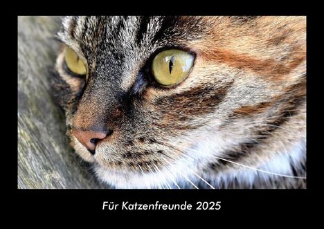 Tobias Becker: Für Katzenfreunde 2025 Fotokalender DIN A3, Kalender