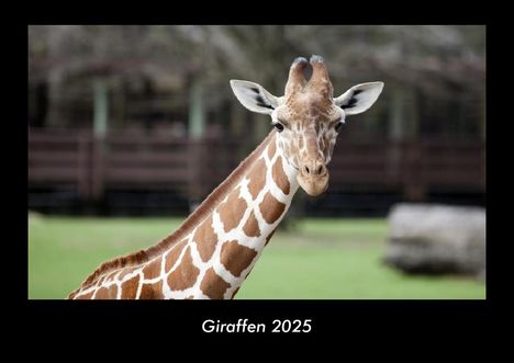 Tobias Becker: Giraffen 2025 Fotokalender DIN A3, Kalender