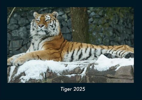 Tobias Becker: Tiger 2025 Fotokalender DIN A4, Kalender