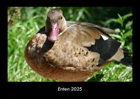 Tobias Becker: Enten 2025 Fotokalender DIN A3, Kalender