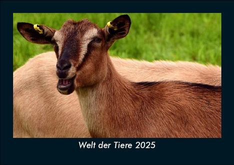 Tobias Becker: Welt der Tiere 2025 Fotokalender DIN A5, Kalender