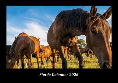 Tobias Becker: Pferde Kalender 2025 Fotokalender DIN A3, Kalender