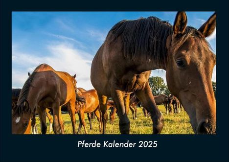 Tobias Becker: Pferde Kalender 2025 Fotokalender DIN A4, Kalender