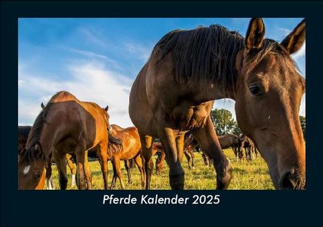 Tobias Becker: Pferde Kalender 2025 Fotokalender DIN A5, Kalender