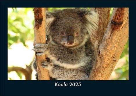 Tobias Becker: Koala 2025 Fotokalender DIN A5, Kalender