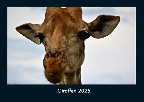 Tobias Becker: Giraffen 2025 Fotokalender DIN A4, Kalender