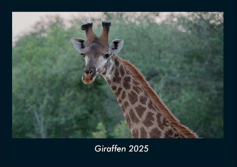 Tobias Becker: Giraffen 2025 Fotokalender DIN A4, Kalender