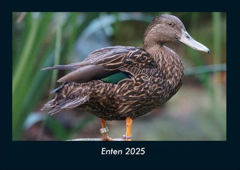 Tobias Becker: Enten 2025 Fotokalender DIN A4, Kalender