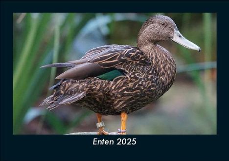 Tobias Becker: Enten 2025 Fotokalender DIN A5, Kalender