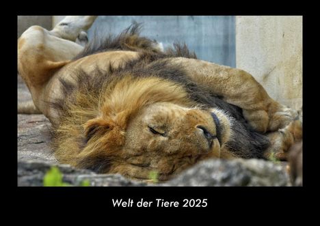 Tobias Becker: Welt der Tiere 2025 Fotokalender DIN A3, Kalender