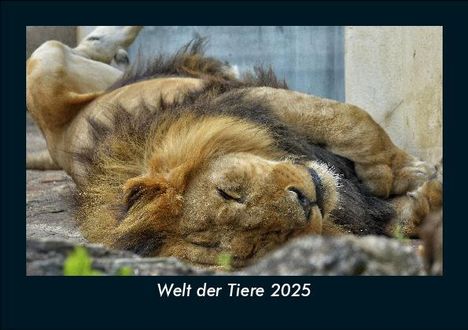 Tobias Becker: Welt der Tiere 2025 Fotokalender DIN A5, Kalender