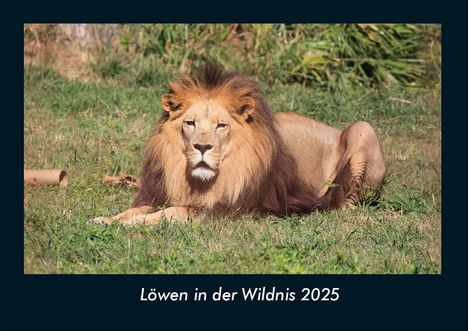 Tobias Becker: Löwen in der Wildnis 2025 Fotokalender DIN A4, Kalender