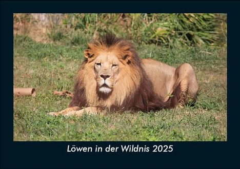 Tobias Becker: Löwen in der Wildnis 2025 Fotokalender DIN A5, Kalender