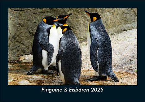 Tobias Becker: Pinguine &amp; Eisbären 2025 Fotokalender DIN A5, Kalender