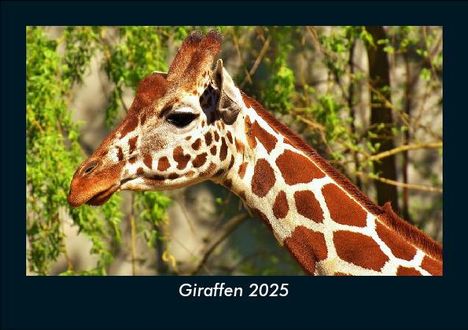 Tobias Becker: Giraffen 2025 Fotokalender DIN A5, Kalender