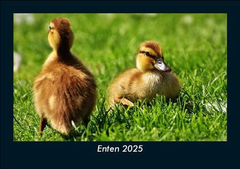 Tobias Becker: Enten 2025 Fotokalender DIN A5, Kalender