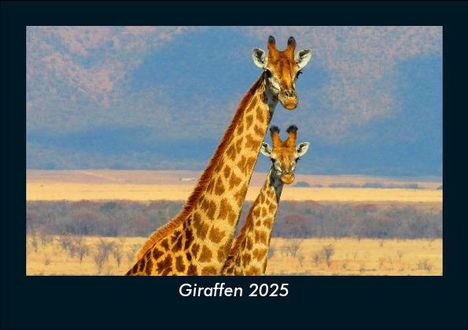 Tobias Becker: Giraffen 2025 Fotokalender DIN A5, Kalender