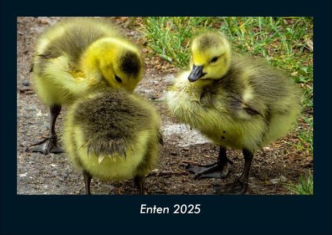 Tobias Becker: Enten 2025 Fotokalender DIN A4, Kalender