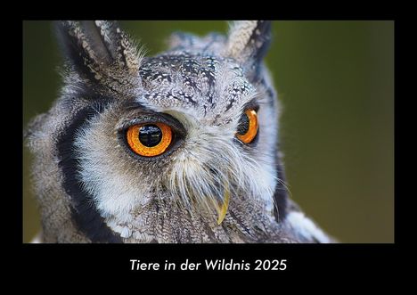 Tobias Becker: Tiere in der Wildnis 2025 Fotokalender DIN A3, Kalender