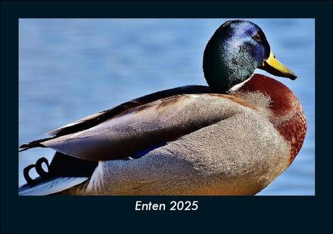 Tobias Becker: Enten 2025 Fotokalender DIN A5, Kalender