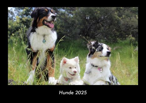 Tobias Becker: Hunde 2025 Fotokalender DIN A3, Kalender