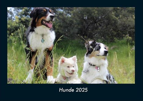 Tobias Becker: Hunde 2025 Fotokalender DIN A4, Kalender