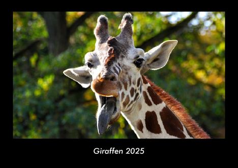 Tobias Becker: Giraffen 2025 Fotokalender DIN A3, Kalender