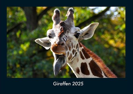 Tobias Becker: Giraffen 2025 Fotokalender DIN A4, Kalender