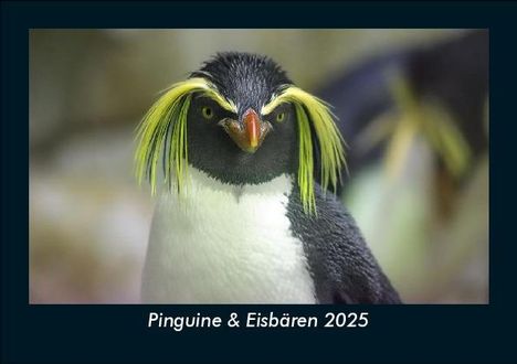 Tobias Becker: Pinguine &amp; Eisbären 2025 Fotokalender DIN A5, Kalender