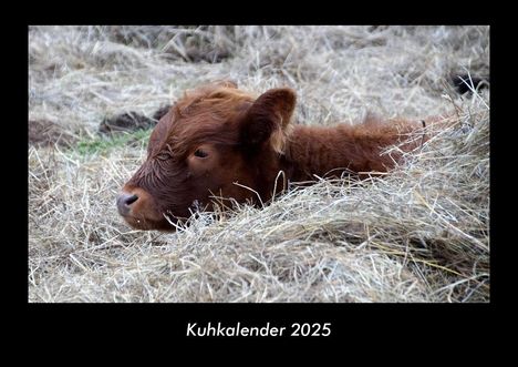 Tobias Becker: Kuhkalender 2025 Fotokalender DIN A3, Kalender