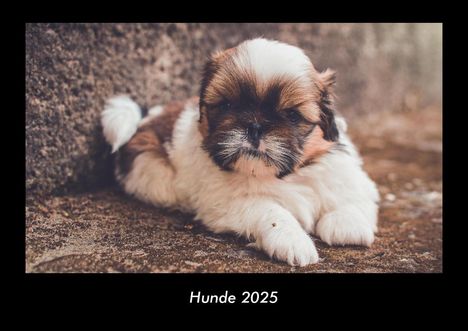 Tobias Becker: Hunde 2025 Fotokalender DIN A3, Kalender