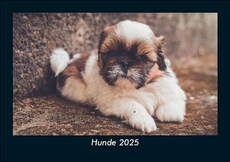 Tobias Becker: Hunde 2025 Fotokalender DIN A5, Kalender