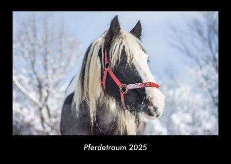 Tobias Becker: Pferdetraum 2025 Fotokalender DIN A3, Kalender