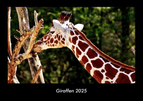 Tobias Becker: Giraffen 2025 Fotokalender DIN A3, Kalender