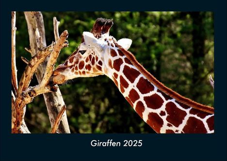 Tobias Becker: Giraffen 2025 Fotokalender DIN A4, Kalender