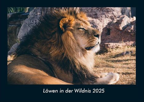 Tobias Becker: Löwen in der Wildnis 2025 Fotokalender DIN A4, Kalender