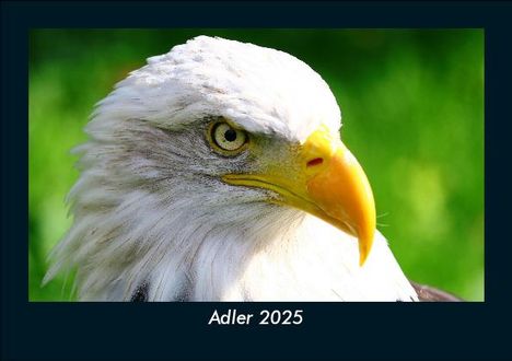 Tobias Becker: Adler 2025 Fotokalender DIN A5, Kalender