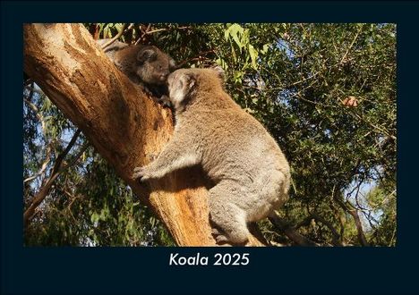 Tobias Becker: Koala 2025 Fotokalender DIN A5, Kalender