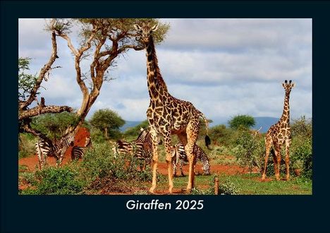 Tobias Becker: Giraffen 2025 Fotokalender DIN A5, Kalender