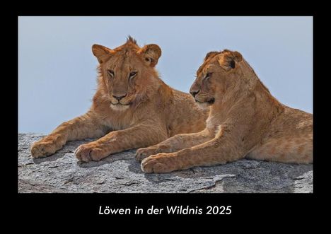 Tobias Becker: Löwen in der Wildnis 2025 Fotokalender DIN A3, Kalender