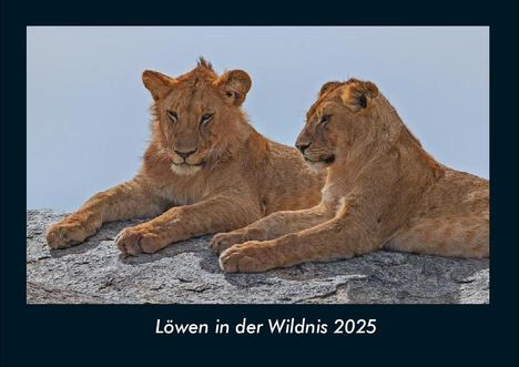 Tobias Becker: Löwen in der Wildnis 2025 Fotokalender DIN A4, Kalender