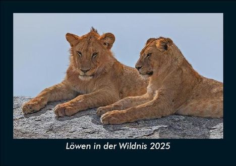 Tobias Becker: Löwen in der Wildnis 2025 Fotokalender DIN A5, Kalender