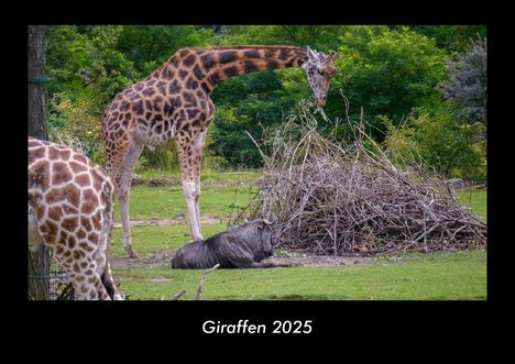 Tobias Becker: Giraffen 2025 Fotokalender DIN A3, Kalender