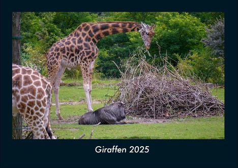 Tobias Becker: Giraffen 2025 Fotokalender DIN A4, Kalender