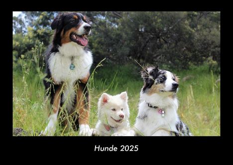 Tobias Becker: Hunde 2025 Fotokalender DIN A3, Kalender