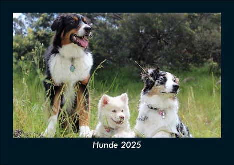 Tobias Becker: Hunde 2025 Fotokalender DIN A5, Kalender