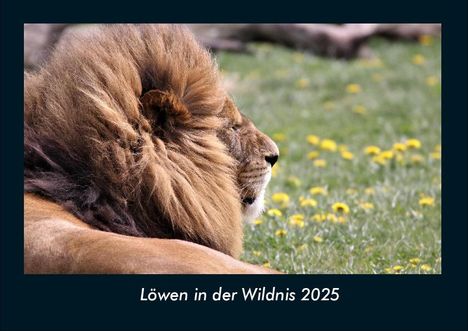 Tobias Becker: Löwen in der Wildnis 2025 Fotokalender DIN A4, Kalender